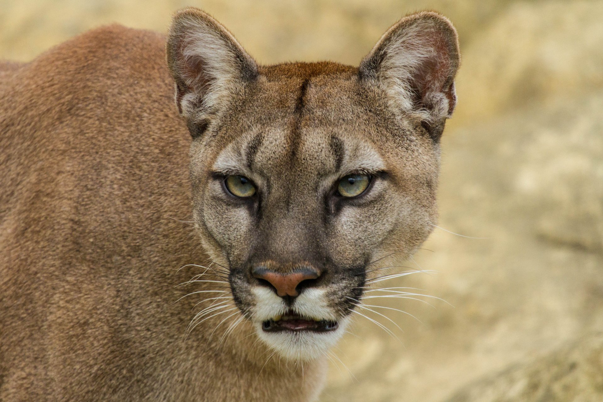 HD desktop wallpaper featuring a close-up of a cougar with intense eyes against a blurred natural background.
