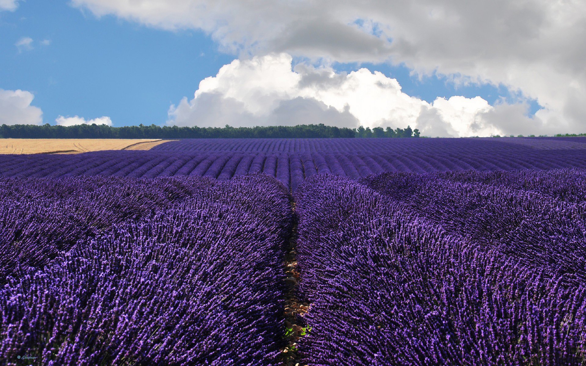 Download Flower Nature Lavender HD Wallpaper