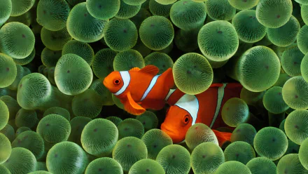 A vibrant HD wallpaper featuring two clownfish swimming among lush green sea anemones, showcasing the beauty of marine life and underwater ecosystems.