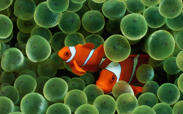 A vibrant HD wallpaper featuring two clownfish swimming among lush green sea anemones, showcasing the beauty of marine life and underwater ecosystems.