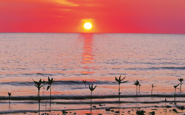 Sunset over calm waters with silhouetted plants along the shore, showcasing the natural beauty of Cape York in this HD PC desktop wallpaper.
