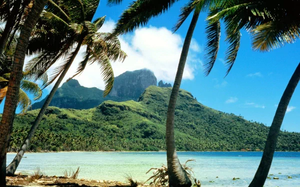 HD wallpaper depicting a serene beach scene with clear blue waters, lush green mountains, and tall swaying palm trees under a bright sky, exemplifying nature and tranquility.