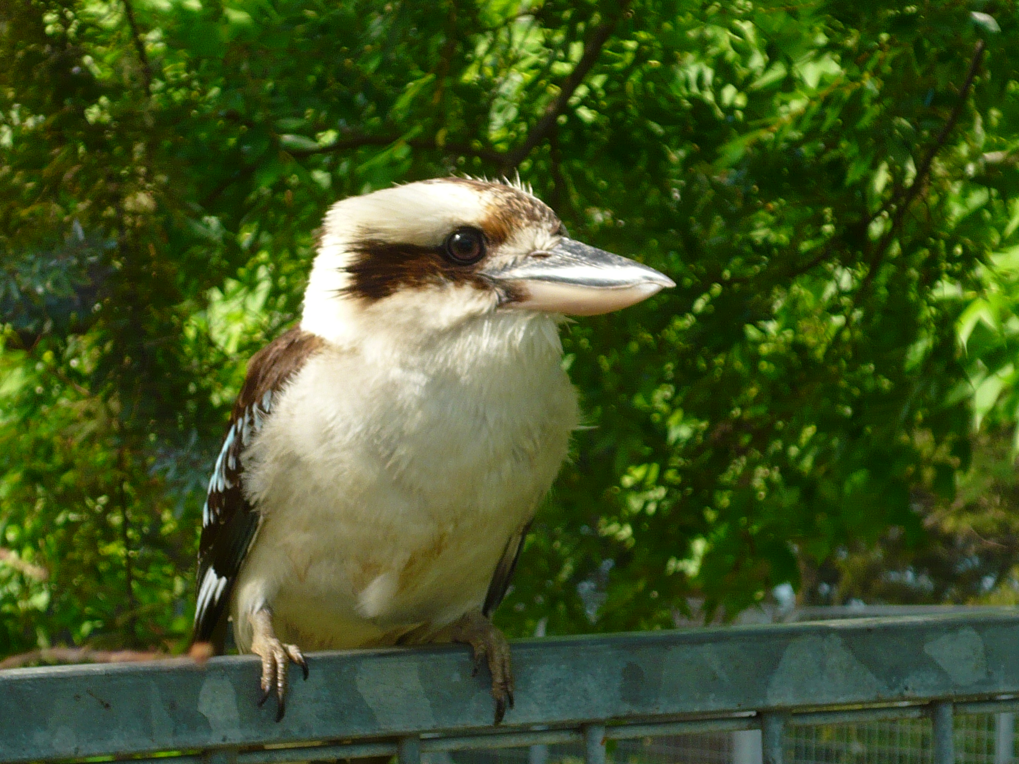 10+] Kookaburra Wallpapers