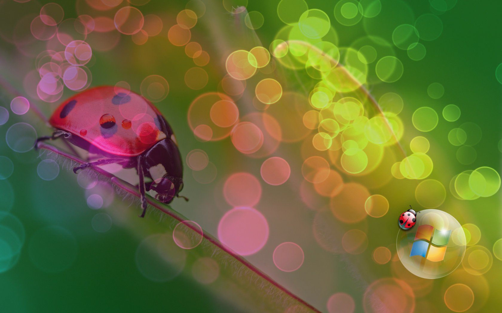 HD desktop wallpaper featuring a close-up of a ladybug on a leaf with colorful bokeh effects and a Windows Vista logo, blending technology and nature themes.