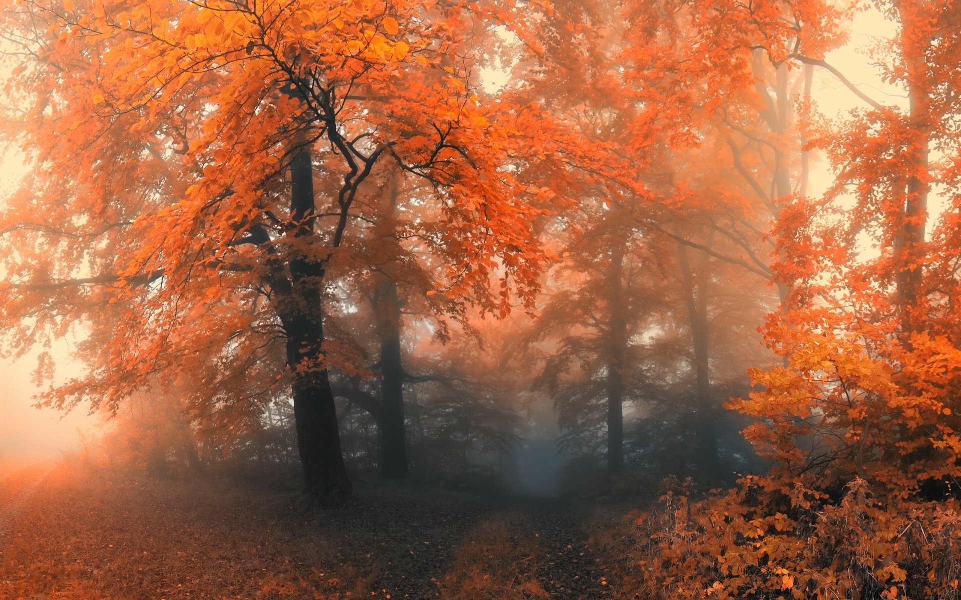 HD desktop wallpaper featuring a vibrant, misty autumn forest with vivid orange and red foliage.