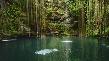 HD desktop wallpaper of a serene cenote lake in Yucatán, Mexico, surrounded by lush greenery and hanging vines in a natural setting.