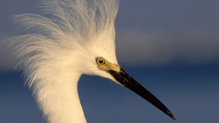 Animal egret HD Desktop Wallpaper | Background Image