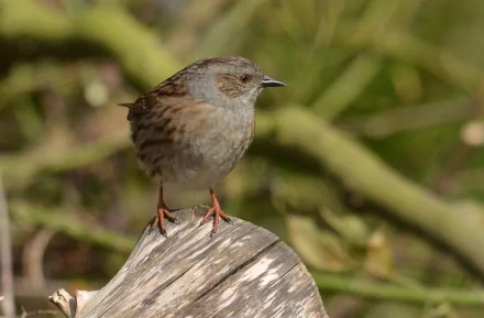 HD PC desktop wallpaper background: small sparrow perched on weathered wood against blurred green branches, close-up of a brown-gray songbird.
