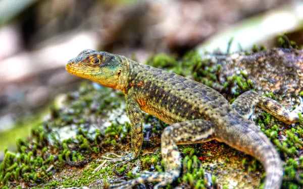Animal lizard HD Desktop Wallpaper | Background Image