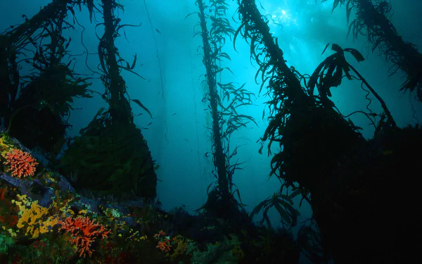 Underwater photography capturing sunlight filtering through tall kelp in a deep blue ocean, featured as an HD PC desktop wallpaper and background.
