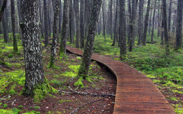 man made boardwalk HD Desktop Wallpaper | Background Image