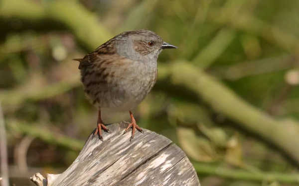 HD PC desktop wallpaper background: small sparrow perched on weathered wood against blurred green branches, close-up of a brown-gray songbird.