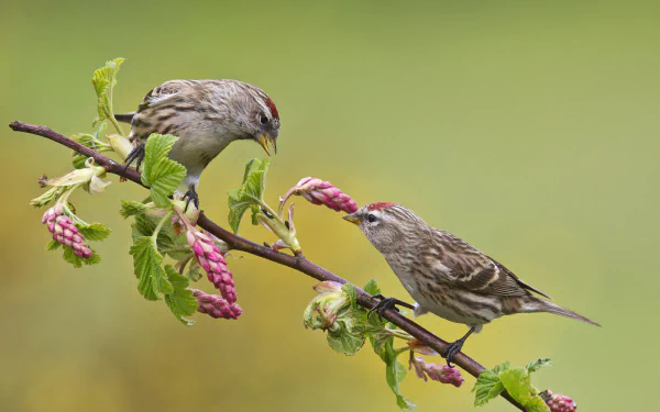Two lesser redpolls perched on a branch adorned with flower buds, showcasing their distinctive red crowns and streaked feathers against a soft green background.