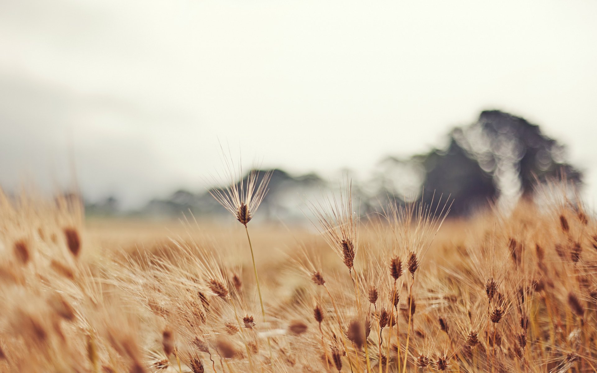 HD PC desktop wallpaper and background showing golden grass in the foreground with blurred trees and a pale sky, a serene nature scene.