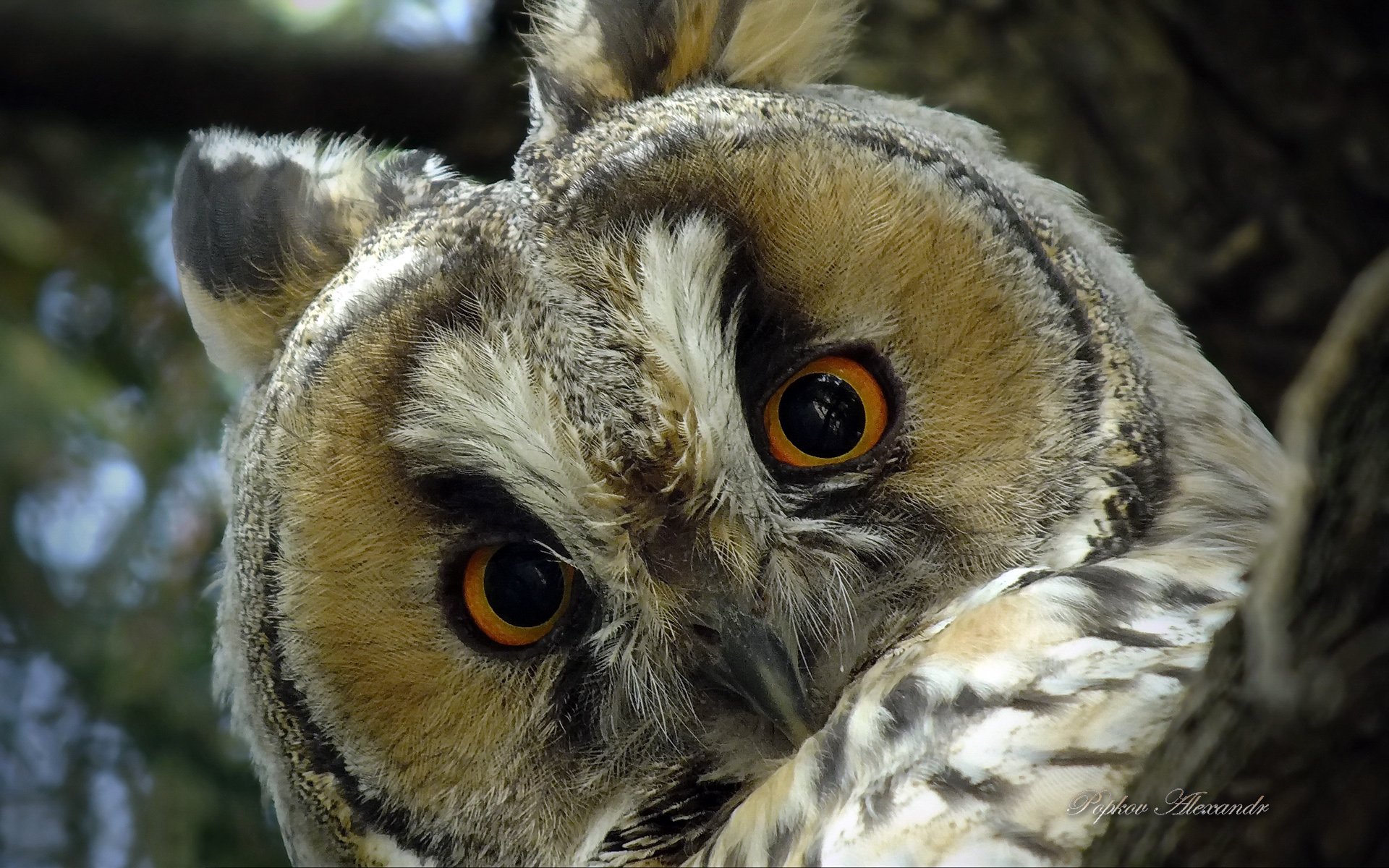 Close-up HD desktop wallpaper of an owl with intense orange eyes peering through tree branches in a natural setting.