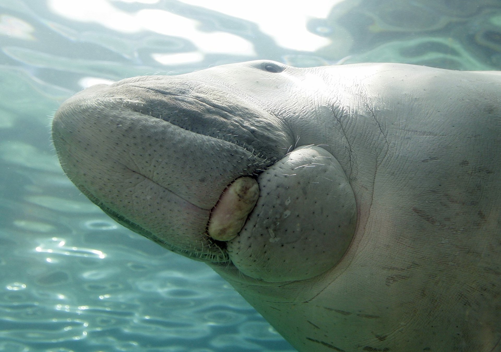 Download Animal Dugong HD Wallpaper by Olivier