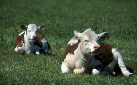 Two brown and white calves rest in a lush green field, capturing a serene moment in nature. This HD wallpaper showcases the beauty of rural life and farm animals.