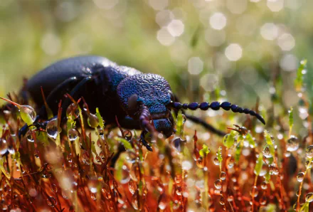 Animal beetle HD Desktop Wallpaper | Background Image