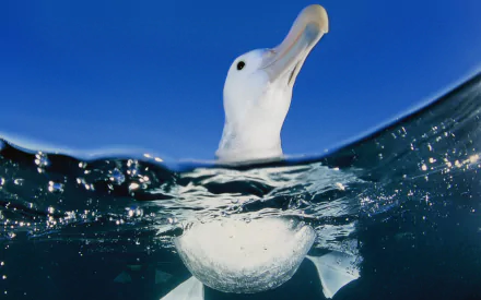 Animal albatross HD Desktop Wallpaper | Background Image