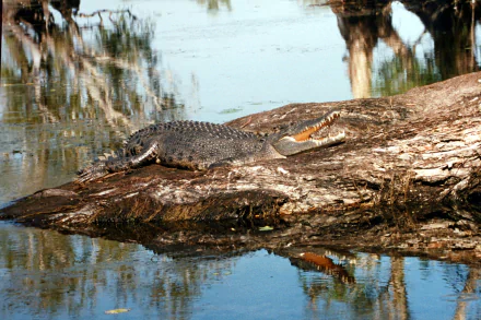 Animal crocodile HD Desktop Wallpaper | Background Image