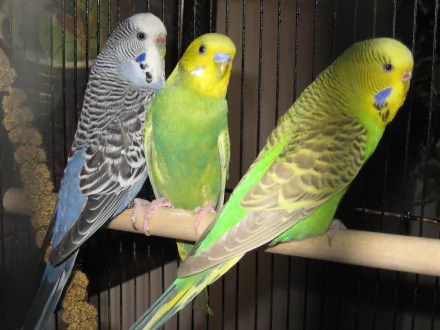  budgie