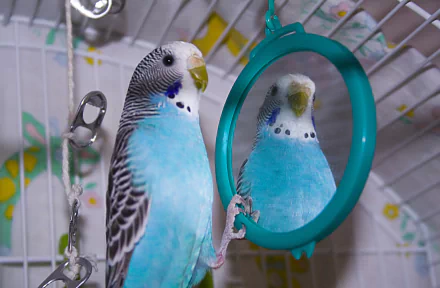  budgie