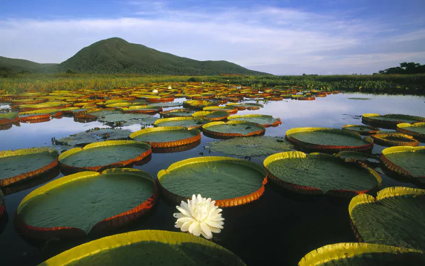A serene landscape featuring vibrant water lilies on a tranquil lake, with a distant mountain under a clear blue sky, creating a stunning nature-themed wallpaper.