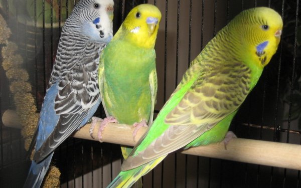 budgie Wallpaper and Background Image | 1600x1200 | ID:438926 ...