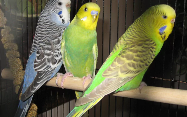  budgie
