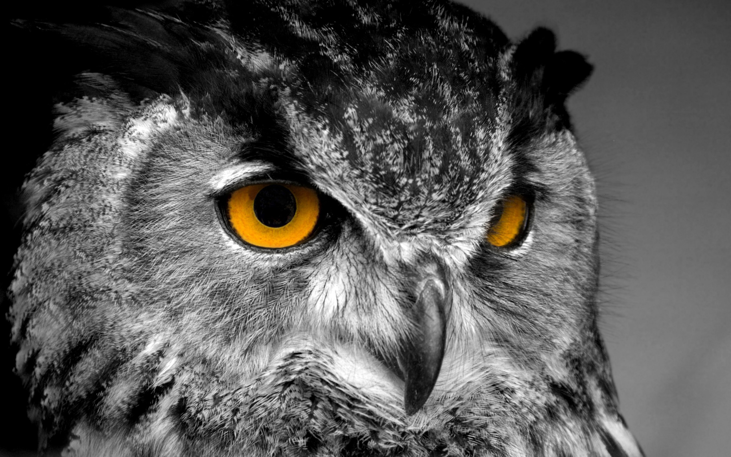 Owl Full Hd Wallpaper And Background Image | 2560X1600 | Id:439427