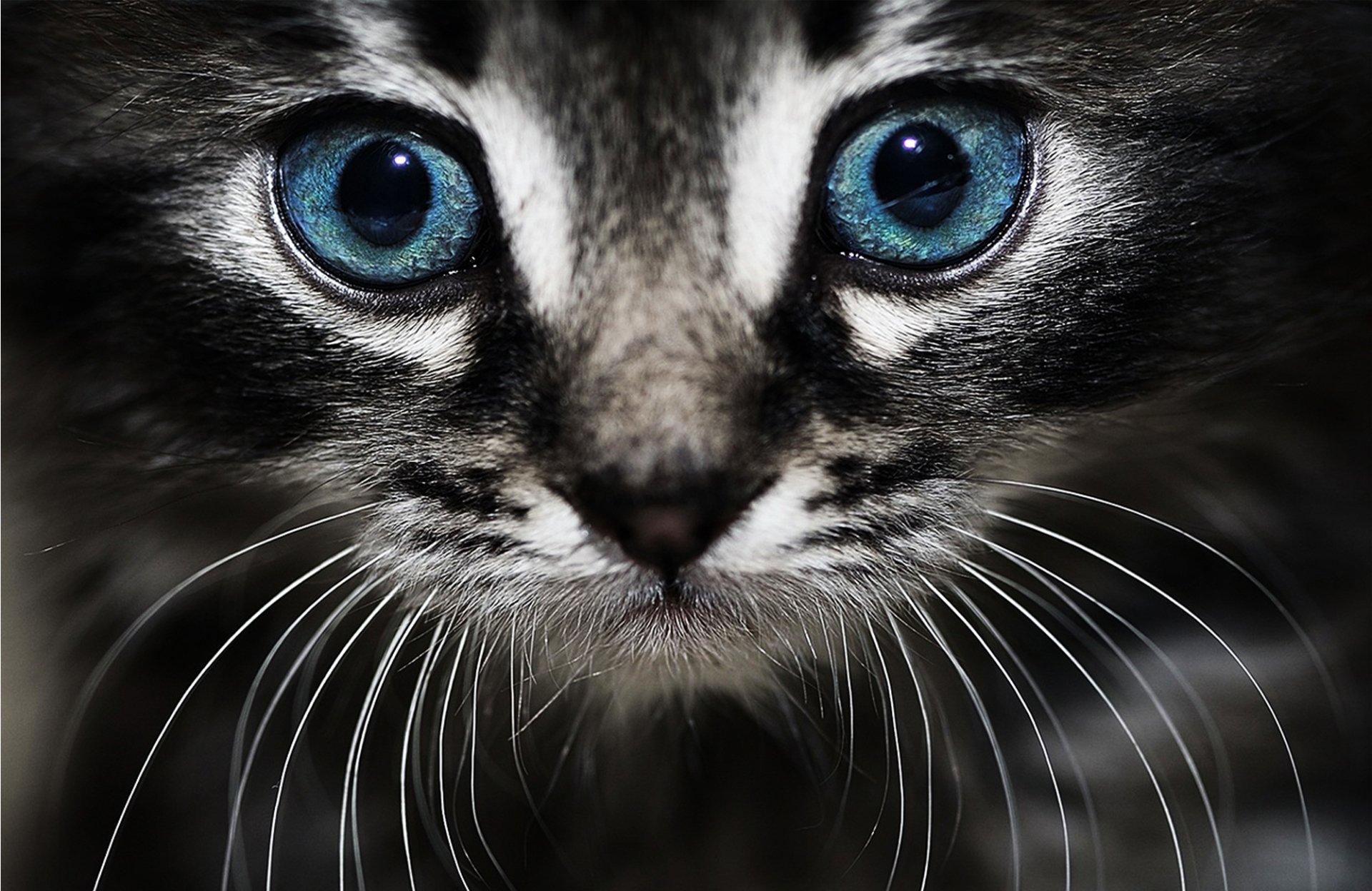 Close-up of a cat with striking blue eyes and prominent whiskers. This HD desktop wallpaper captures the cat's intricate features beautifully.