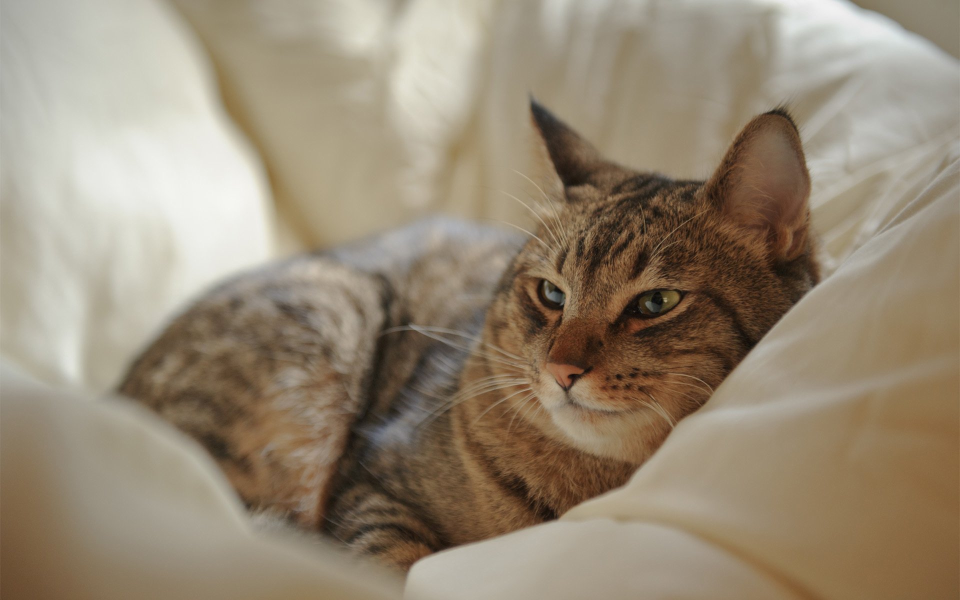 A serene tabby cat rests comfortably on a soft, beige cushion, making for a stunning HD desktop wallpaper and background. The cat's expressive eyes engage the viewer.