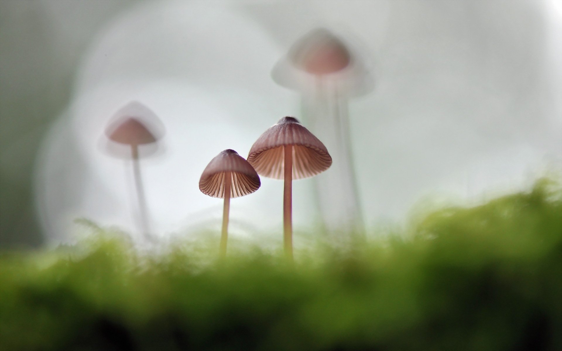 Mushroom HD Wallpaper