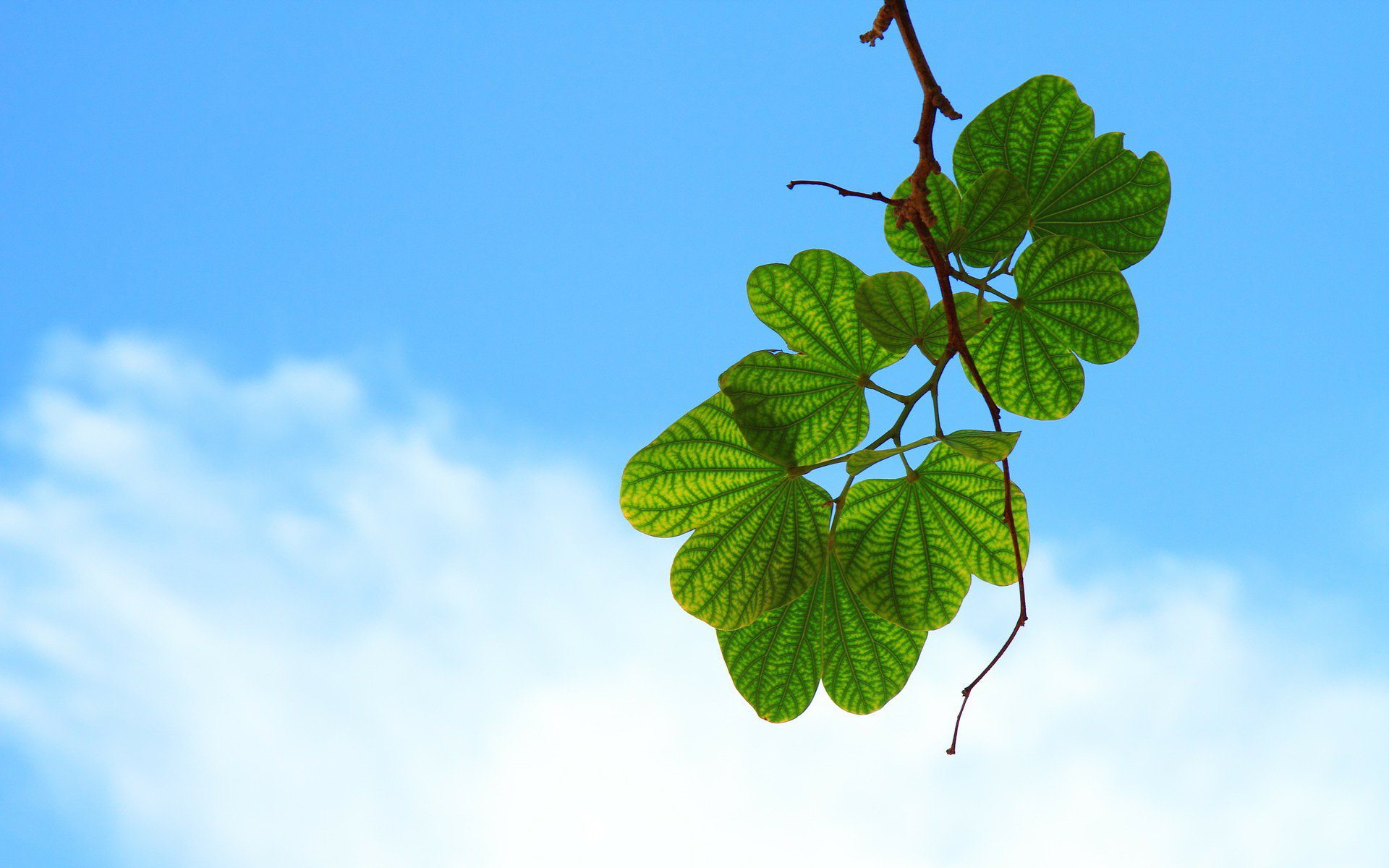 Download Nature Leaf HD Wallpaper