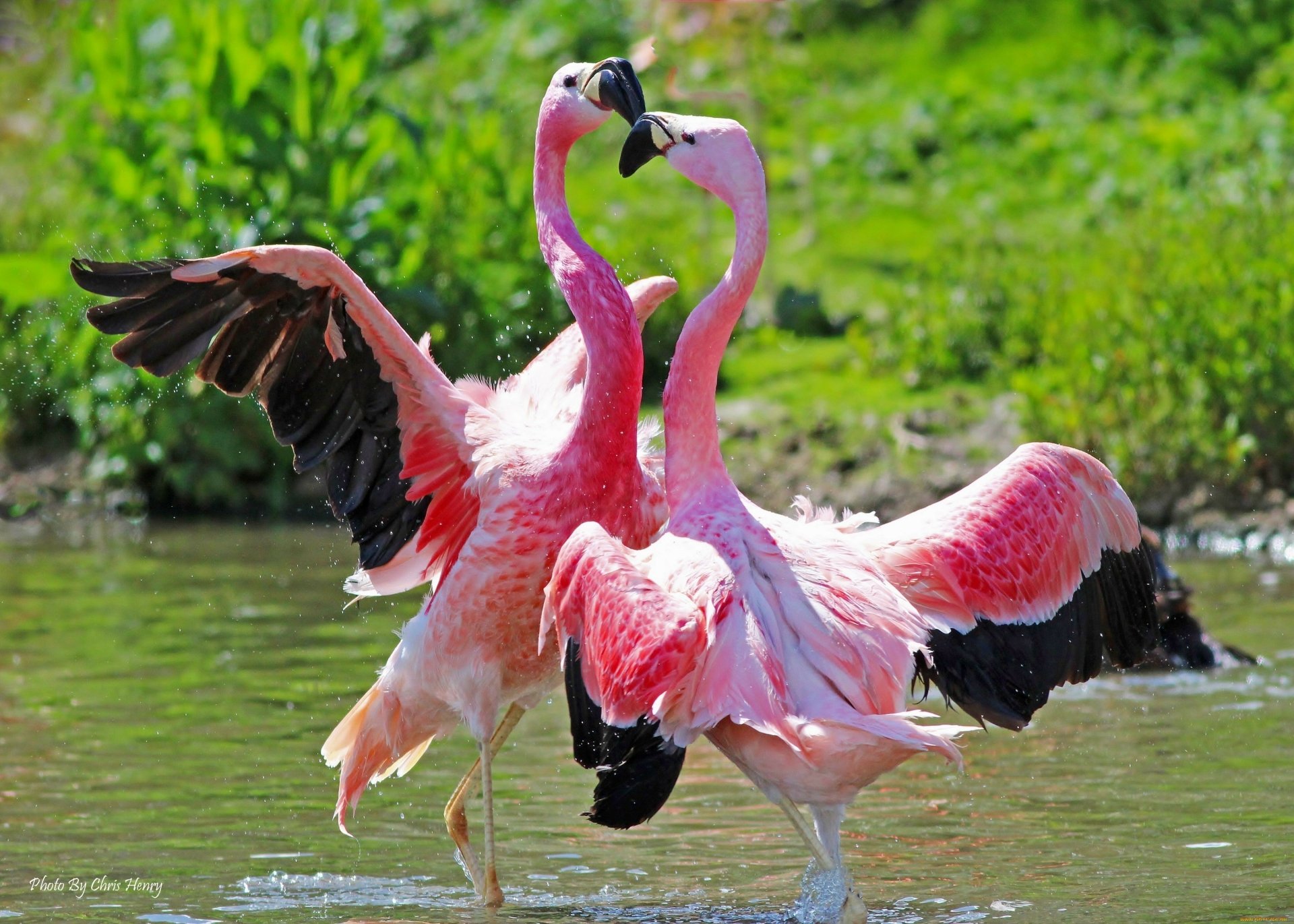 south american blue flamingo south american blue flamingo