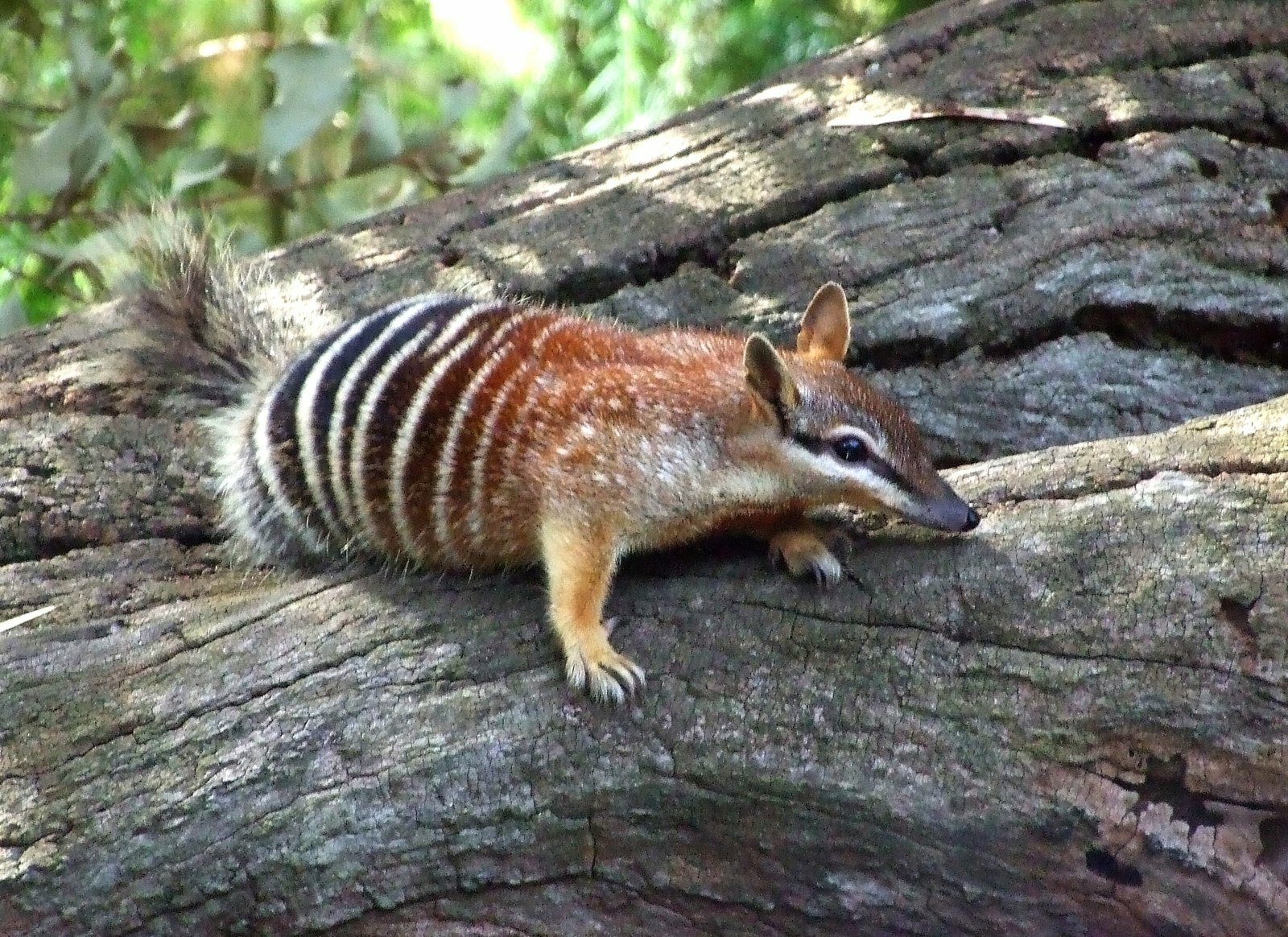 numbat Wallpaper and Background Image | 1600x1164 | ID:439728