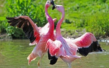 Flora Dan Fauna Si Pink Flamingo