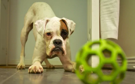 A white boxer dog with a brown patch on its face intently focuses on a green toy ball on the floor, captured in an HD desktop wallpaper background.