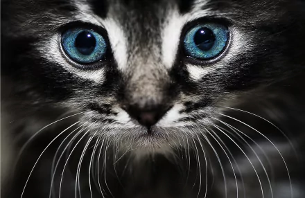 Close-up of a cat with striking blue eyes and prominent whiskers. This HD desktop wallpaper captures the cat's intricate features beautifully.