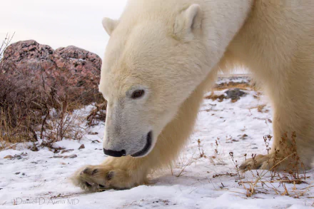 HD PC desktop wallpaper featuring a close-up of a polar bear inspecting the snowy ground with rocks and sparse vegetation in the background.