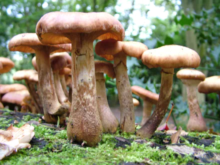 HD desktop wallpaper showing a close-up of brown mushrooms growing on a mossy forest floor, surrounded by green foliage in a natural setting.