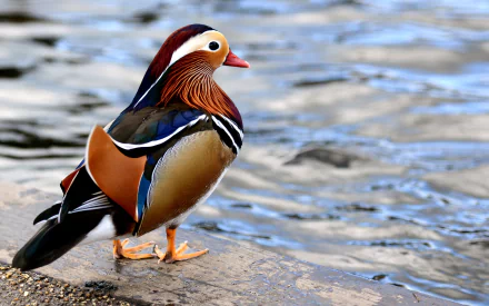 Animal mandarin duck HD Desktop Wallpaper | Background Image