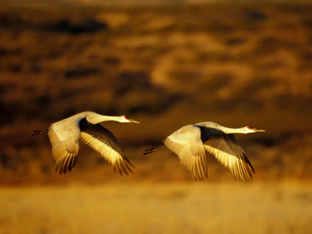 Two Sandhill Cranes fly gracefully over a blurred golden-brown landscape, captured in HD for a striking desktop wallpaper background.