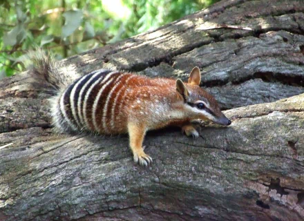 Animal numbat HD Desktop Wallpaper | Background Image