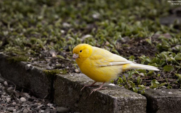 HD PC desktop wallpaper and background: bright yellow canary (animal) perched on a stone curb amid grass and gravel.