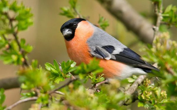 HD desktop wallpaper of a bullfinch bird perched on a leafy branch, showcasing vibrant colors and detailed feathers in a natural outdoor setting.
