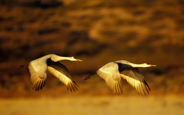 Two Sandhill Cranes fly gracefully over a blurred golden-brown landscape, captured in HD for a striking desktop wallpaper background.