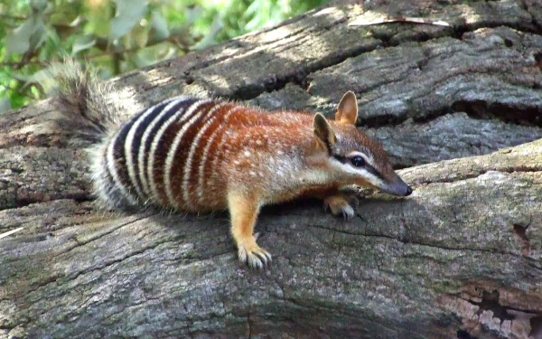 Animal numbat HD Desktop Wallpaper | Background Image