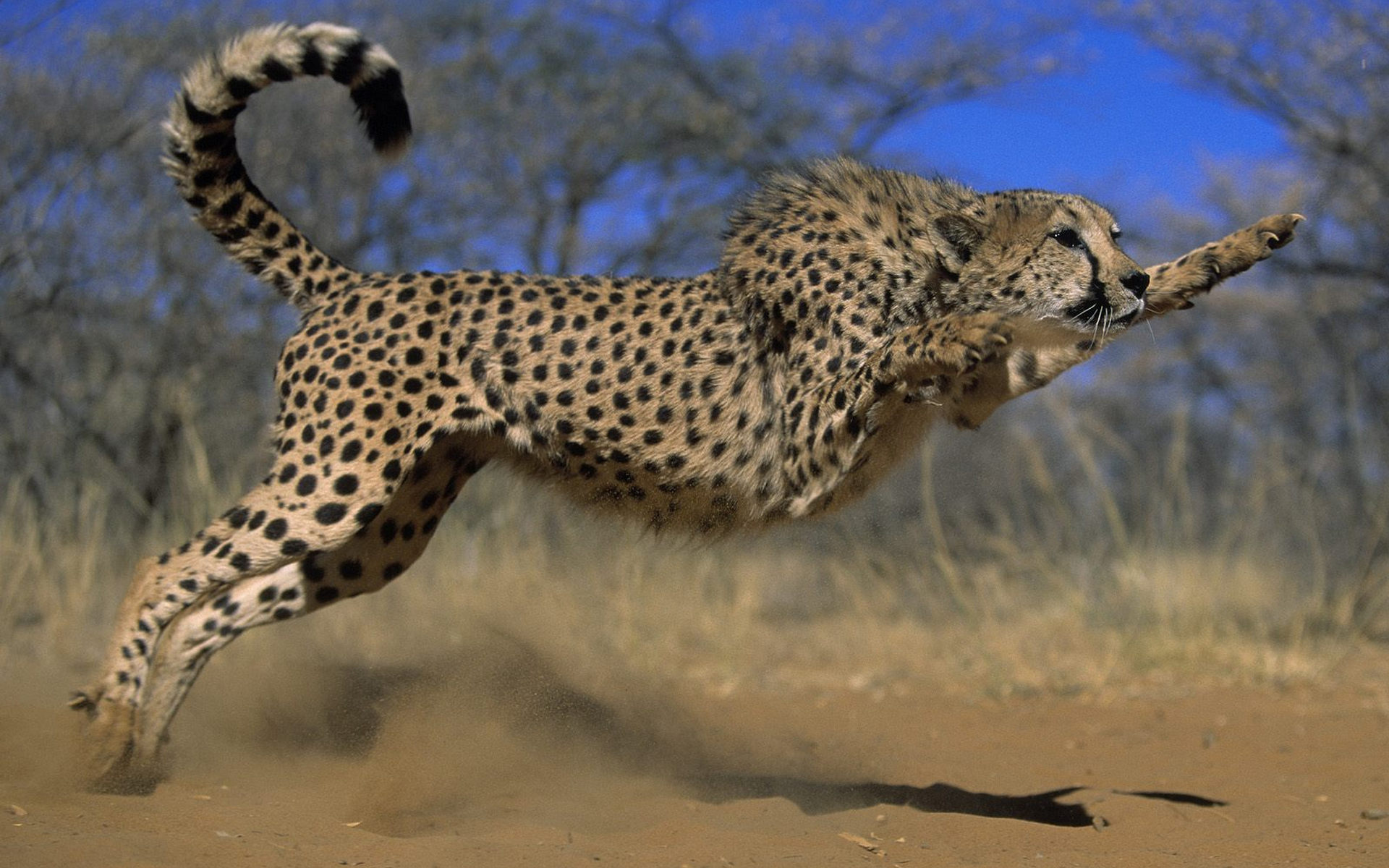 Fondos de pantalla : leopardo cazador, lengua, Ojos, depredador ...