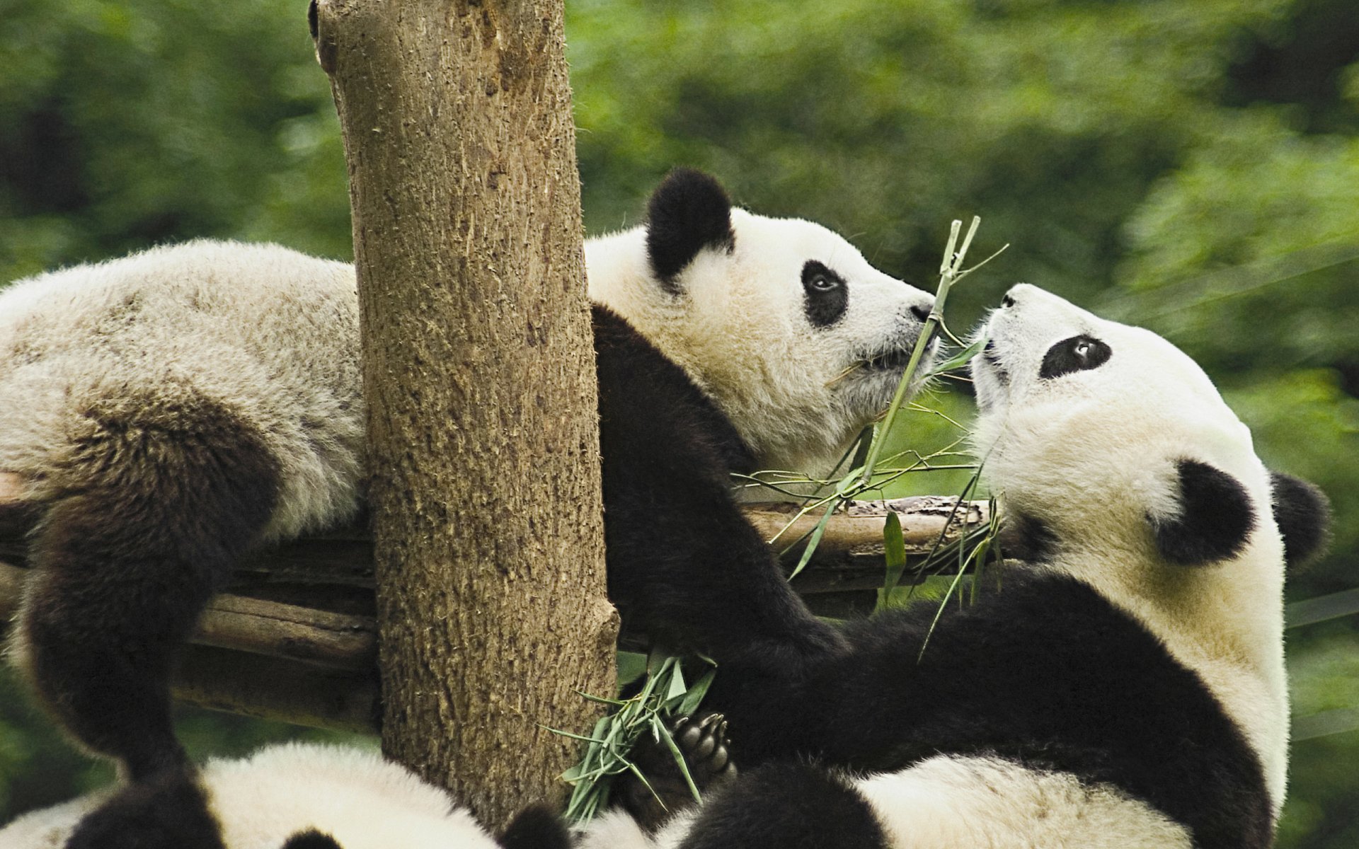 Panda HD Wallpaper | Background Image | 2560x1600